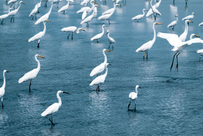 Flock of swans