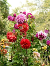 Close-up of pink flowering plants