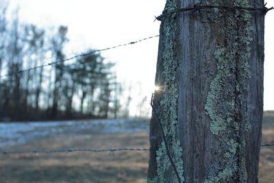 Close-up of tree trunk against sky