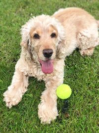 Portrait of dog with ball on field