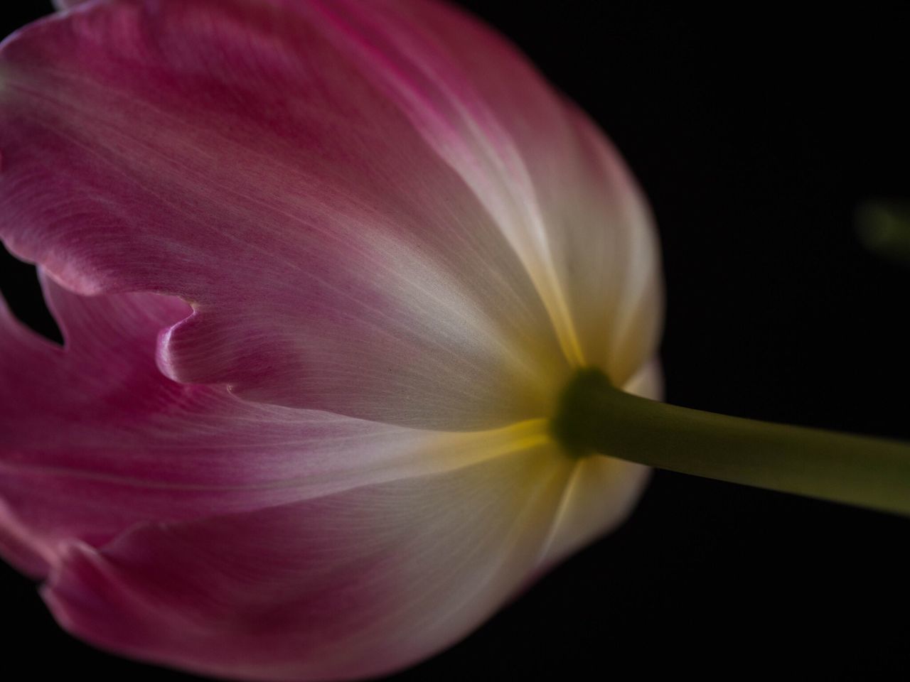 flower, fragility, petal, beauty in nature, flower head, nature, freshness, close-up, plant, no people, growth, blooming, pink color, outdoors, day