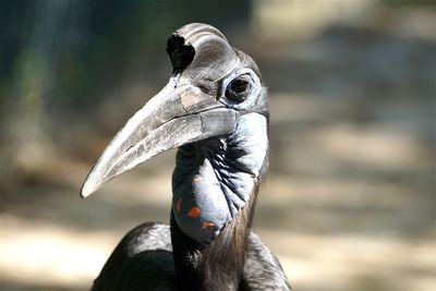 Close-up of bird