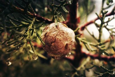 Close-up of fruit on tree