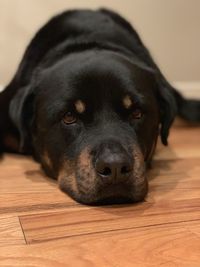Close-up portrait of dog lying down on floor