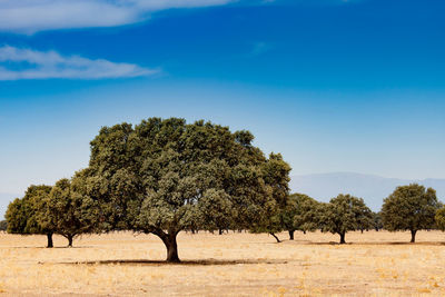 Trees on field against sky