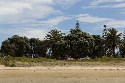 Palm trees on beach against sky