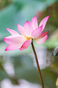 Close-up of pink water lily