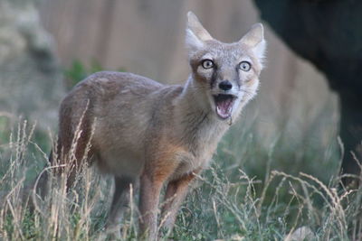 Portrait of wild cat on field