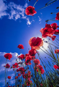 Low angle view of flowering plants against sky