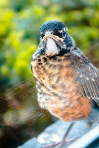 Close-up of bird perching outdoors