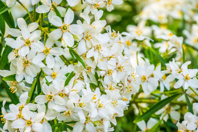 Close-up of white flowering plant