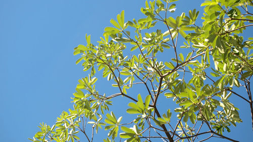 Low angle view of plant against clear blue sky