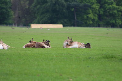 Horses grazing on grassy field