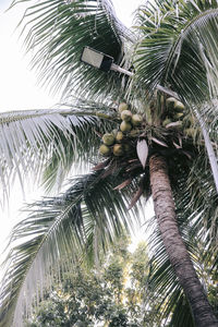 Low angle view of palm trees against sky