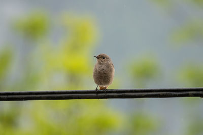 Close-up of bird perching on leaf