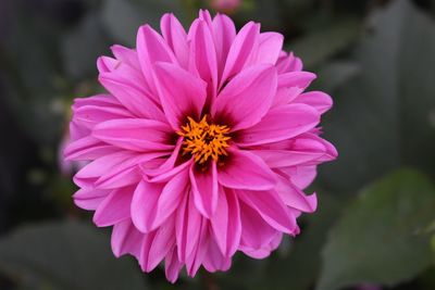 Close-up of pink flower blooming outdoors