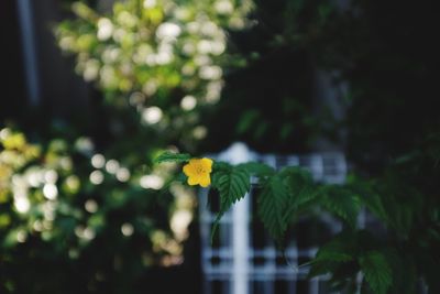 Close-up of yellow flower against blurred background