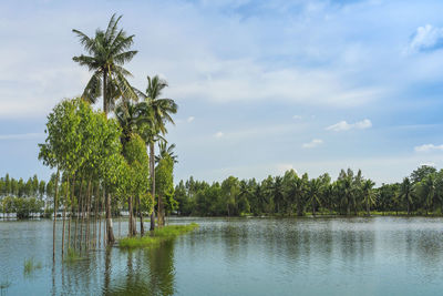 Scenic view of traditional flooded fields like a still lake on floating season in rural thailand. 