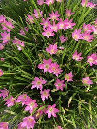 High angle view of pink flowering plants