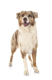 Portrait of dog standing against white background