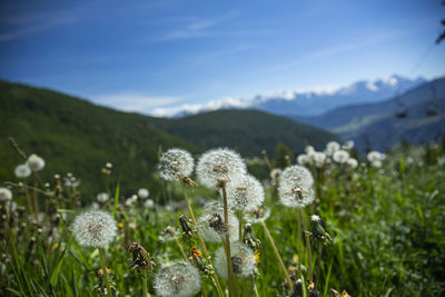 Close-up of white flowering plants on field