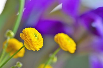 Close-up of yellow flowering plant