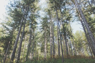 Low angle view of trees in forest