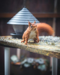 Squirrel on a table in the garden