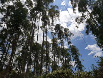 Low angle view of trees against sky