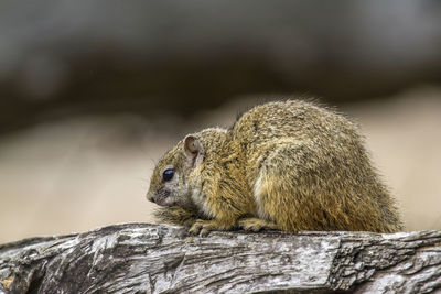 Close-up of squirrel on rock