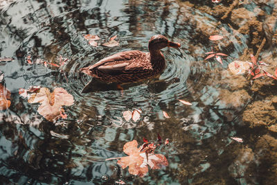 High angle view of ducks swimming in lake