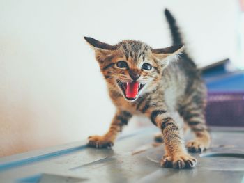 Close-up portrait of a cat