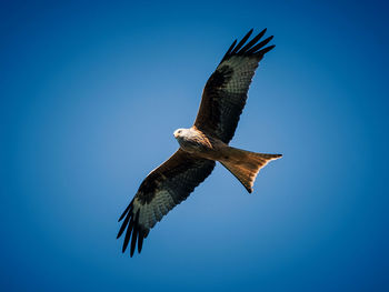 Low angle view of bird flying against clear blue sky