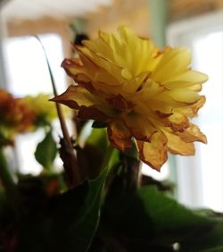 Close-up of yellow rose flower