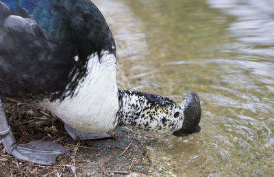 High angle view of duck swimming in lake