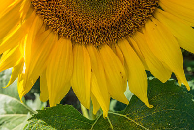 Close-up of sunflower