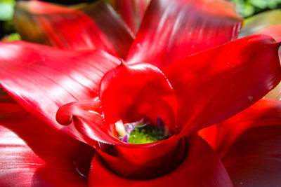 Close-up of red flower