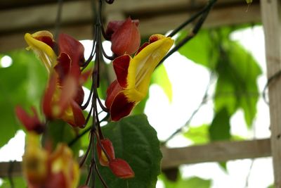 Close-up of flowers