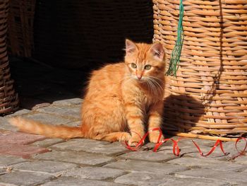 Portrait of cat