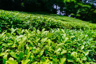 Close-up of green plants growing on field