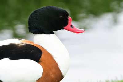 Close up of a common shelduck by the water 