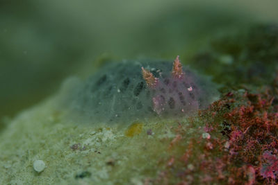 Close-up of jellyfish in sea