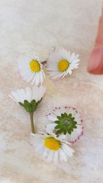 Close-up of white flowers