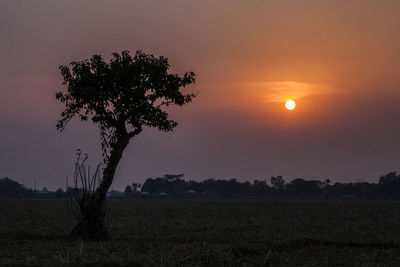 Silhouette tree on field against sky during sunset