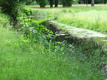 Scenic view of grassy field