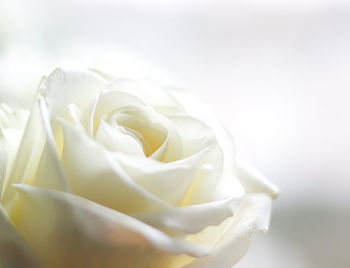 Close-up of white rose