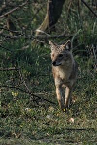 Side view of fox on field