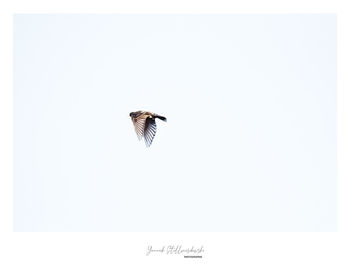 Close-up of bird flying against clear sky