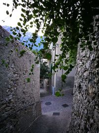 Trees and plants growing on wall of building