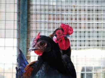 Close-up of rooster in cage